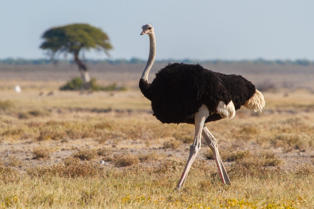 Facts about Ostrich in hindi