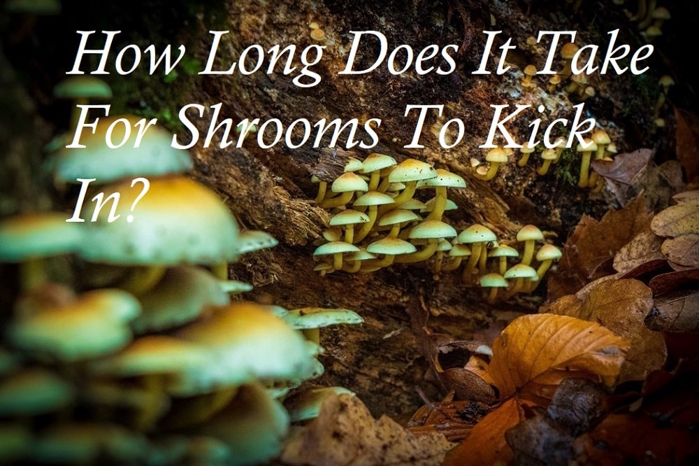 How Long Does It Take For Shrooms To Kick In
